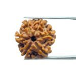 6 Mukhi Rudraksha Nepal (19.90 MM)