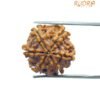 6 Mukhi Rudraksha Nepal (19.90 Mm)