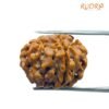 6 Mukhi Rudraksha Nepal (19.90 Mm)