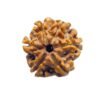 6 Mukhi Rudraksha Nepal (19.90 Mm)