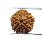 6 Mukhi Rudraksha Nepal (19.95 MM)