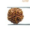 6 Mukhi Rudraksha Nepal (19.95 Mm) 12 6 Mukhi Rudraksha Nepal (19.95 Mm)