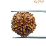 6 Mukhi Rudraksha Nepal (19.95 MM)