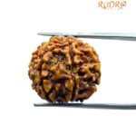 6 Mukhi Rudraksha Nepal (19.95 Mm)