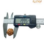 6 Mukhi Rudraksha Nepal (19.95 Mm)