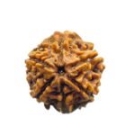 6 Mukhi Rudraksha Nepal (19.95 Mm)