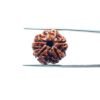 6-Mukhi-Rudraksha-Nepal-19.97-Mm-Mp-C.jpg