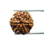 6 Mukhi Rudraksha Nepal (20.00 MM)