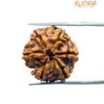 6 Mukhi Rudraksha Nepal (20.00 MM)