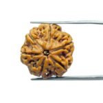 6 Mukhi Rudraksha Nepal (20.05 MM)
