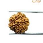 6 Mukhi Rudraksha Nepal (20.05 MM)