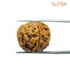 6 Mukhi Rudraksha Nepal (20.05 Mm)