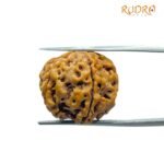 6 Mukhi Rudraksha Nepal (20.05 Mm)