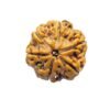 6 Mukhi Rudraksha Nepal (20.05 Mm)