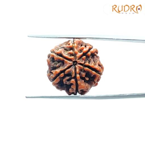 6-Mukhi-Rudraksha-Nepal-20.13-Mm-Bp-C.jpg