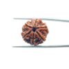 6-Mukhi-Rudraksha-Nepal-20.13-Mm-Mp-C.jpg