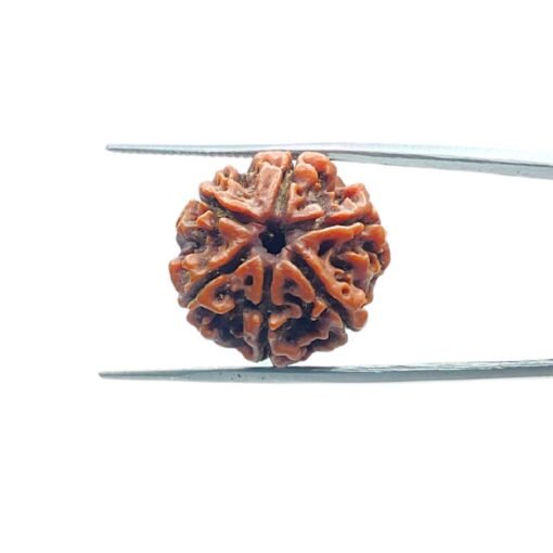 6-Mukhi-Rudraksha-Nepal-20.13-Mm-Mp-C.jpg