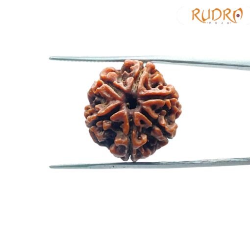 6-Mukhi-Rudraksha-Nepal-20.13-Mm-Sp-C.jpg