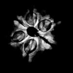 6-Mukhi-Rudraksha-Nepal-20.14-Mm.jpg
