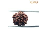 6-Mukhi-Rudraksha-Nepal-20.14-Mm-Fp-C.jpg