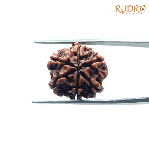 6-Mukhi-Rudraksha-Nepal-20.14-Mm-Fp-C.jpg