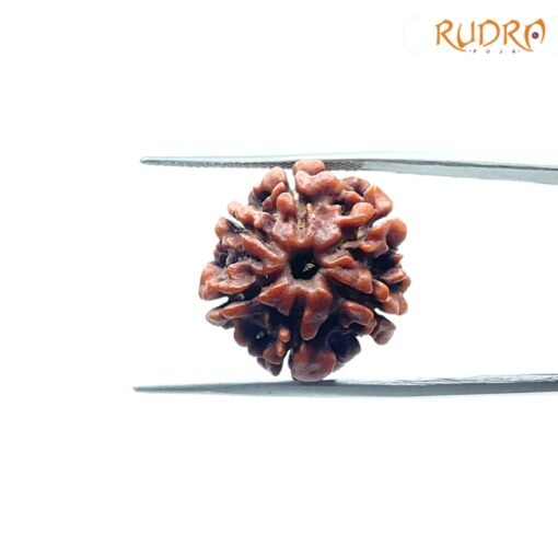 6-Mukhi-Rudraksha-Nepal-20.14-Mm-Fp-C.jpg