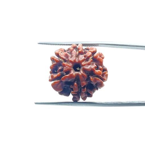6-Mukhi-Rudraksha-Nepal-20.14-Mm-Mp-C.jpg