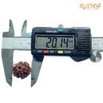 6-Mukhi-Rudraksha-Nepal-20.14-Mm-Op-C.jpg