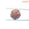 6-Mukhi-Rudraksha-Nepal-20.28-Mm-Bp-C.jpg
