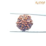 6-Mukhi-Rudraksha-Nepal-20.28-Mm-Bp-C.jpg