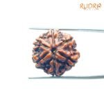 6-Mukhi-Rudraksha-Nepal-20.28-MM-FP-C.jpg