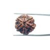 6-Mukhi-Rudraksha-Nepal-20.28-Mm-Mp-C.jpg