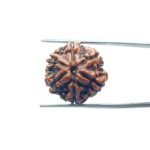 6-Mukhi-Rudraksha-Nepal-20.28-MM-MP-C.jpg
