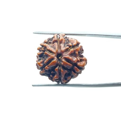 6-Mukhi-Rudraksha-Nepal-20.28-Mm-Mp-C.jpg