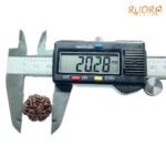 6-Mukhi-Rudraksha-Nepal-20.28-Mm-Op-C.jpg