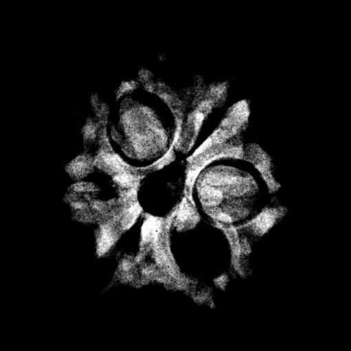 6-Mukhi-Rudraksha-Nepal-20.30-Mm-1.Jpg