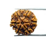 6 Mukhi Rudraksha Nepal (20.30 MM)