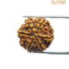 6 Mukhi Rudraksha Nepal (20.30 Mm)