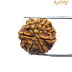 6 Mukhi Rudraksha Nepal (20.30 MM)