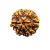 6 Mukhi Rudraksha Nepal (20.30 Mm)