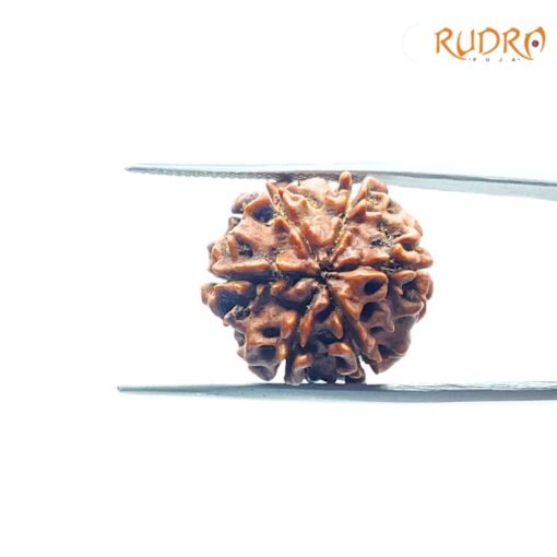 6-Mukhi-Rudraksha-Nepal-20.30-Mm-Bp-C.jpg