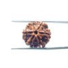 6-Mukhi-Rudraksha-Nepal-20.30-Mm-Mp-C.jpg