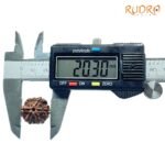 6-Mukhi-Rudraksha-Nepal-20.30-Mm-Op-C.jpg