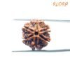 6-Mukhi-Rudraksha-Nepal-20.30-Mm-Sp-C.jpg