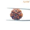 6-Mukhi-Rudraksha-Nepal-20.42-Mm-Bp-C.jpg