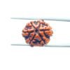 6-Mukhi-Rudraksha-Nepal-20.42-Mm-Mp-C.jpg