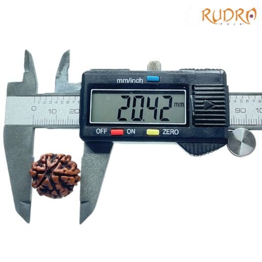 6-Mukhi-Rudraksha-Nepal-20.42-Mm-Op-C.jpg