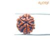 6-Mukhi-Rudraksha-Nepal-20.42-Mm-Sp-C.jpg
