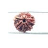 6-Mukhi-Rudraksha-Nepal-20.45-Mm-Mp-C.jpg