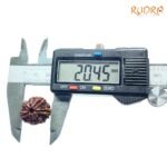 6-Mukhi-Rudraksha-Nepal-20.45-Mm-Op-C.jpg